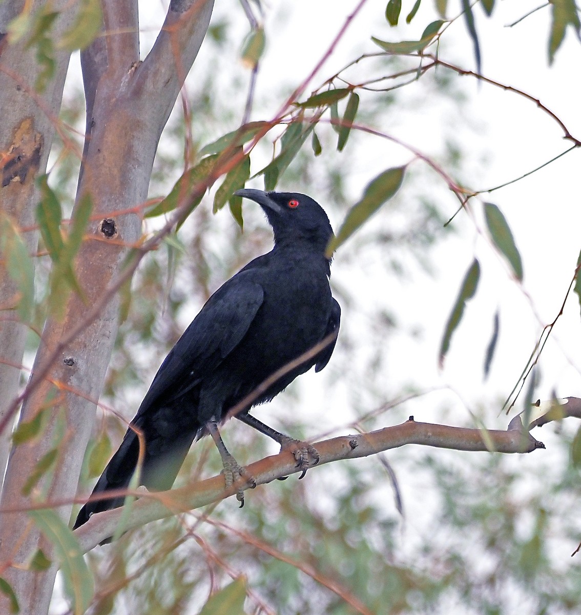 White-winged Chough - ML631727961