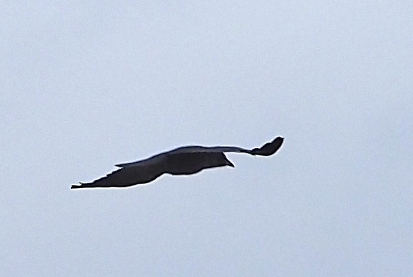 Australian Raven - ML631728000