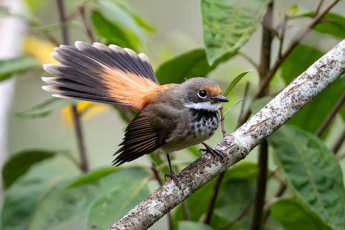 Australian Rufous Fantail - ML631728059