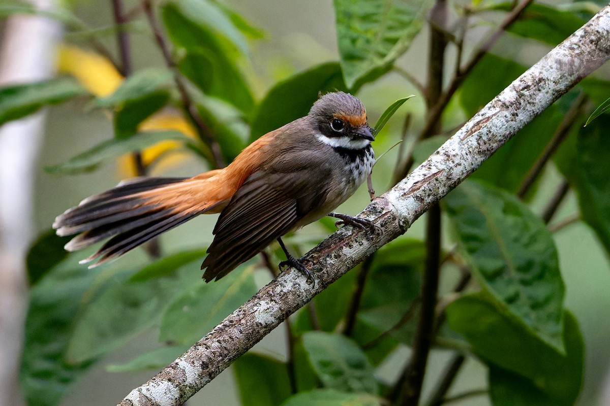 Australian Rufous Fantail - ML631728061