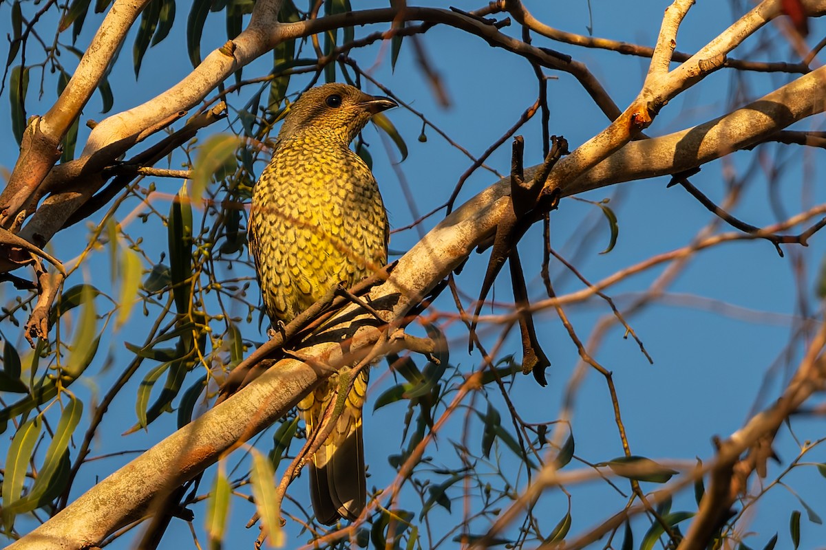 Satin Bowerbird - ML631728091