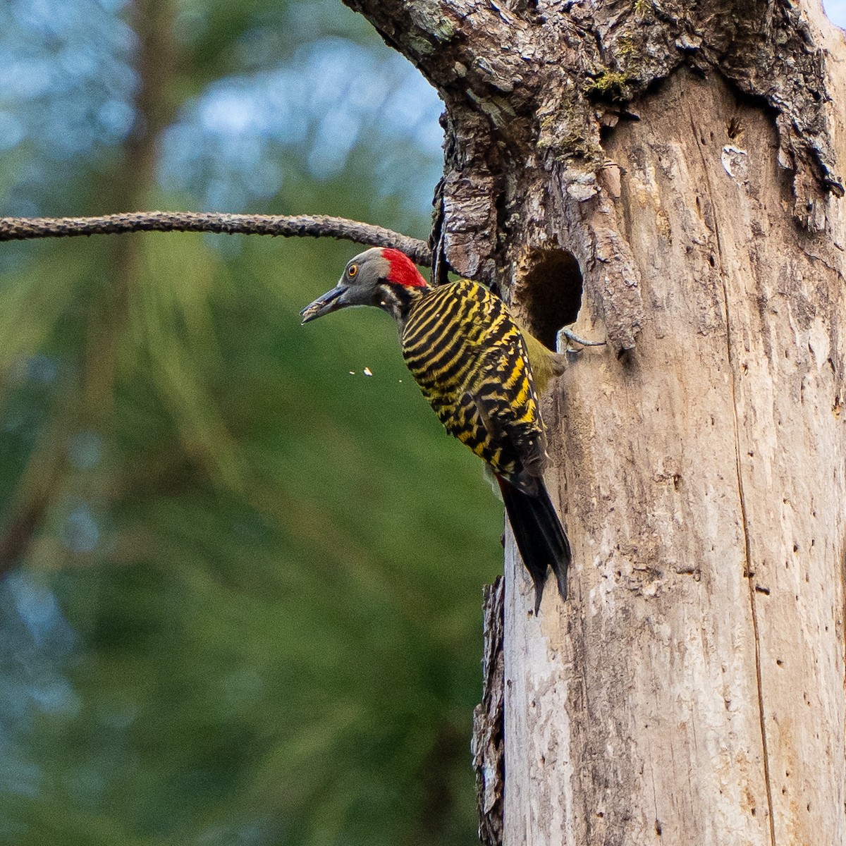 Hispaniolan Woodpecker - ML631728141