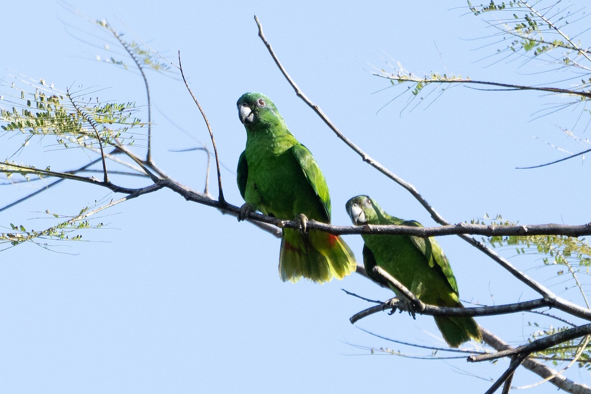 Amazone verte - ML631728181