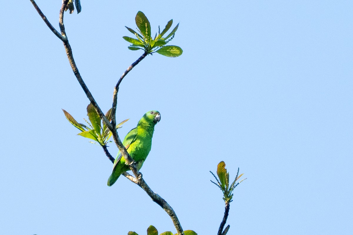 Amazone verte - ML631728261