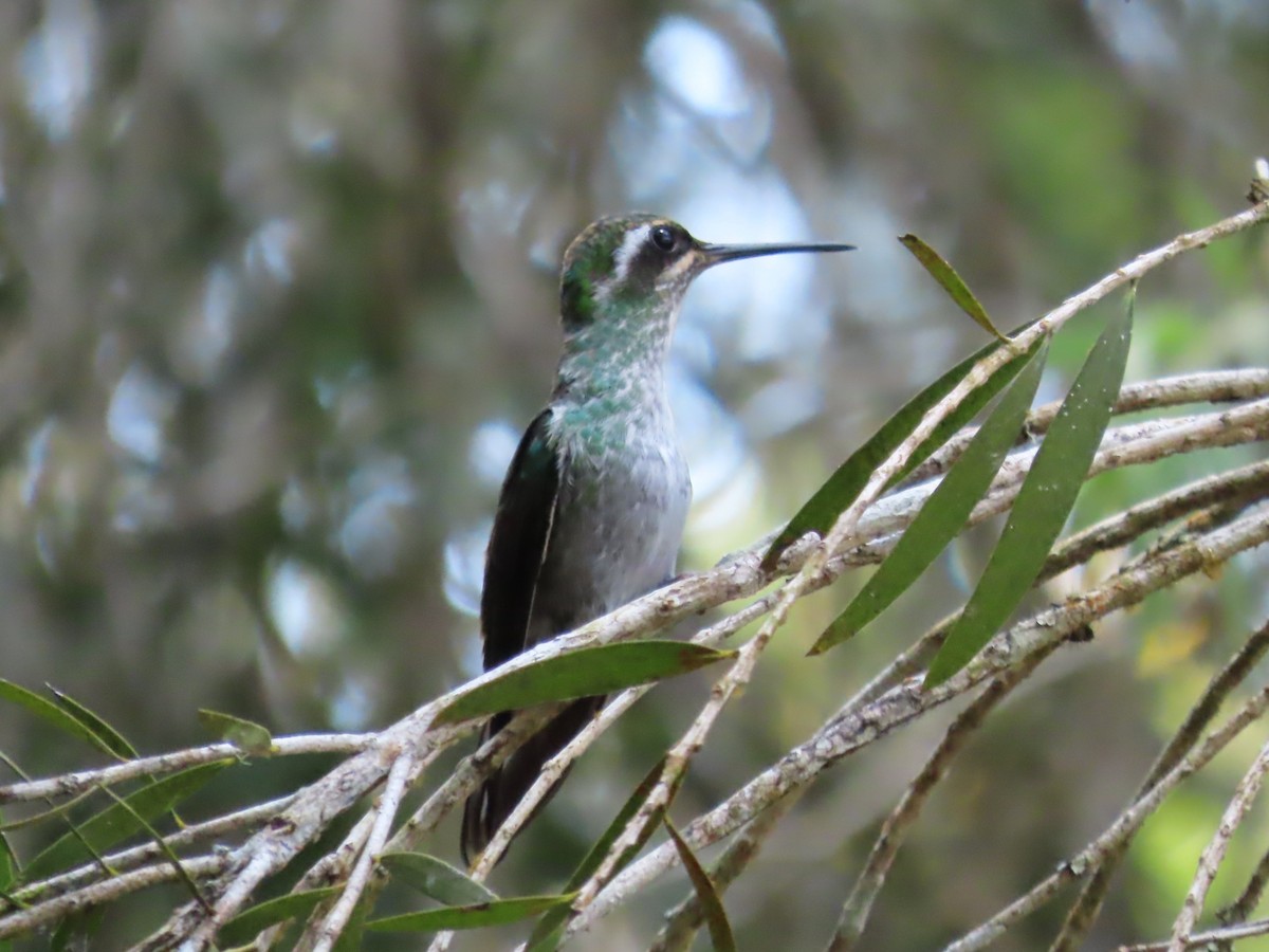 Colibri de Sybil - ML631728558