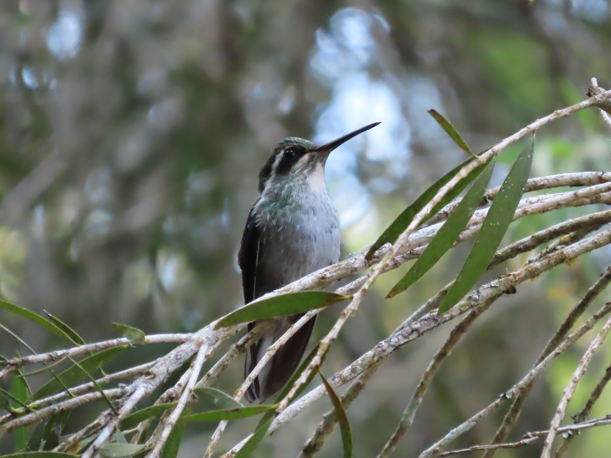 Colibri de Sybil - ML631728560