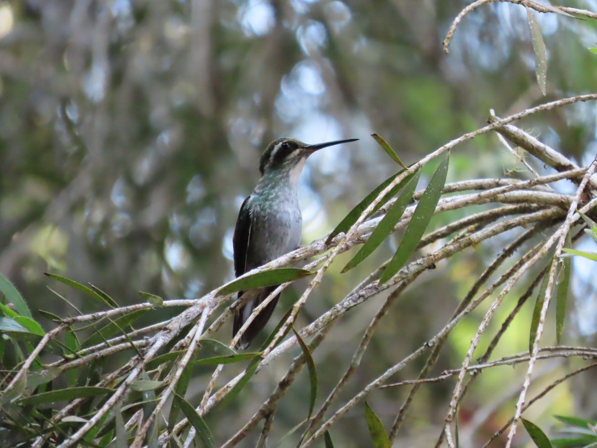 Colibri de Sybil - ML631728561