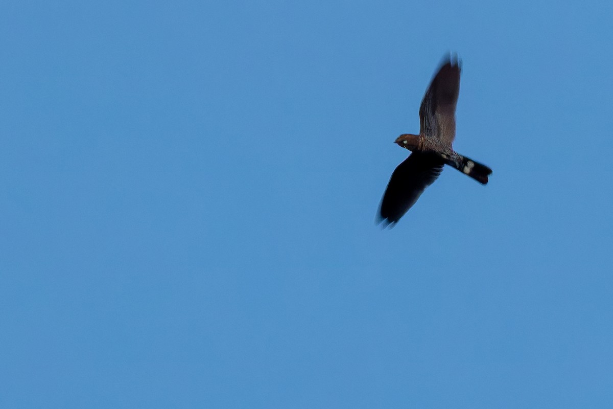 Band-tailed Nighthawk - ML631728649