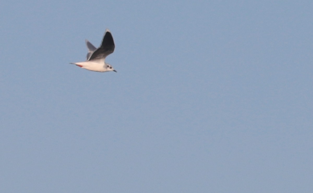 Little Gull - ML631728653