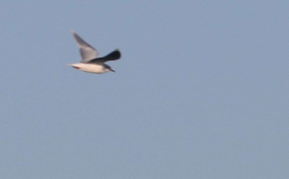 Little Gull - ML631728657