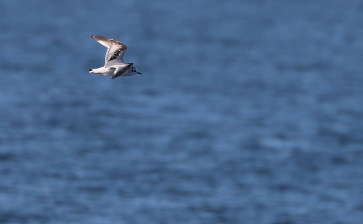 Little Gull - ML631728666