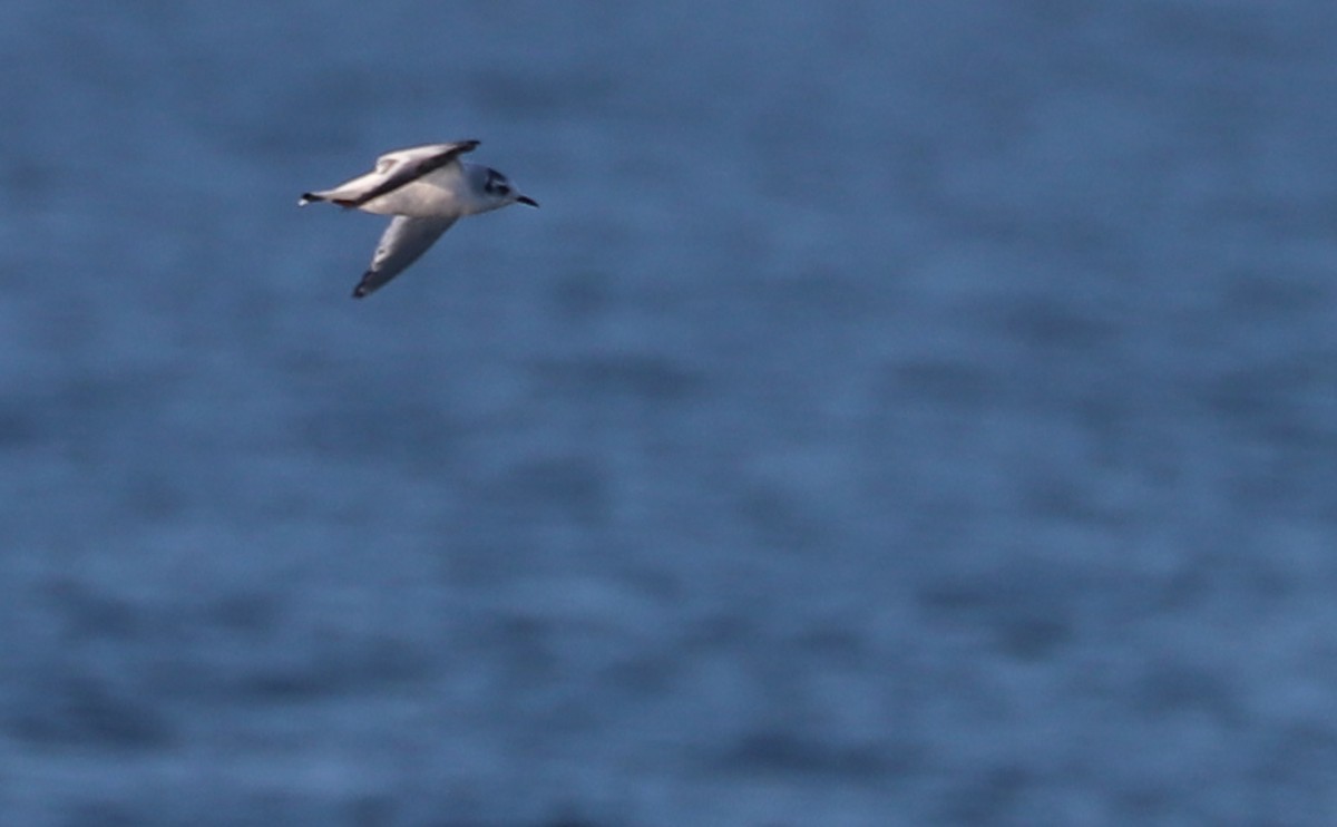 Little Gull - ML631728667