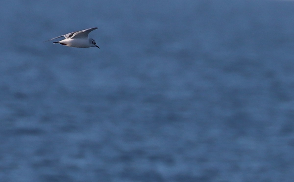Little Gull - ML631728669