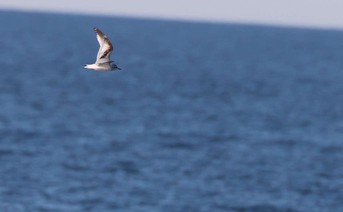 Little Gull - ML631728675
