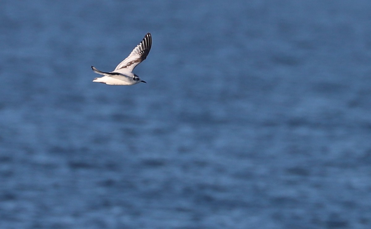 Little Gull - ML631728676