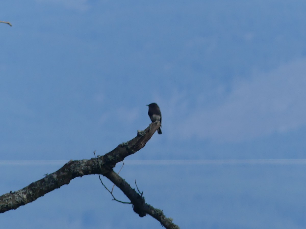Black Phoebe - ML631729161