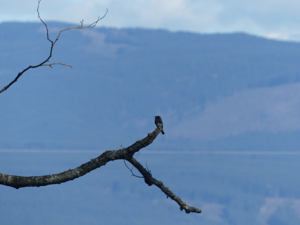 Black Phoebe - ML631729162