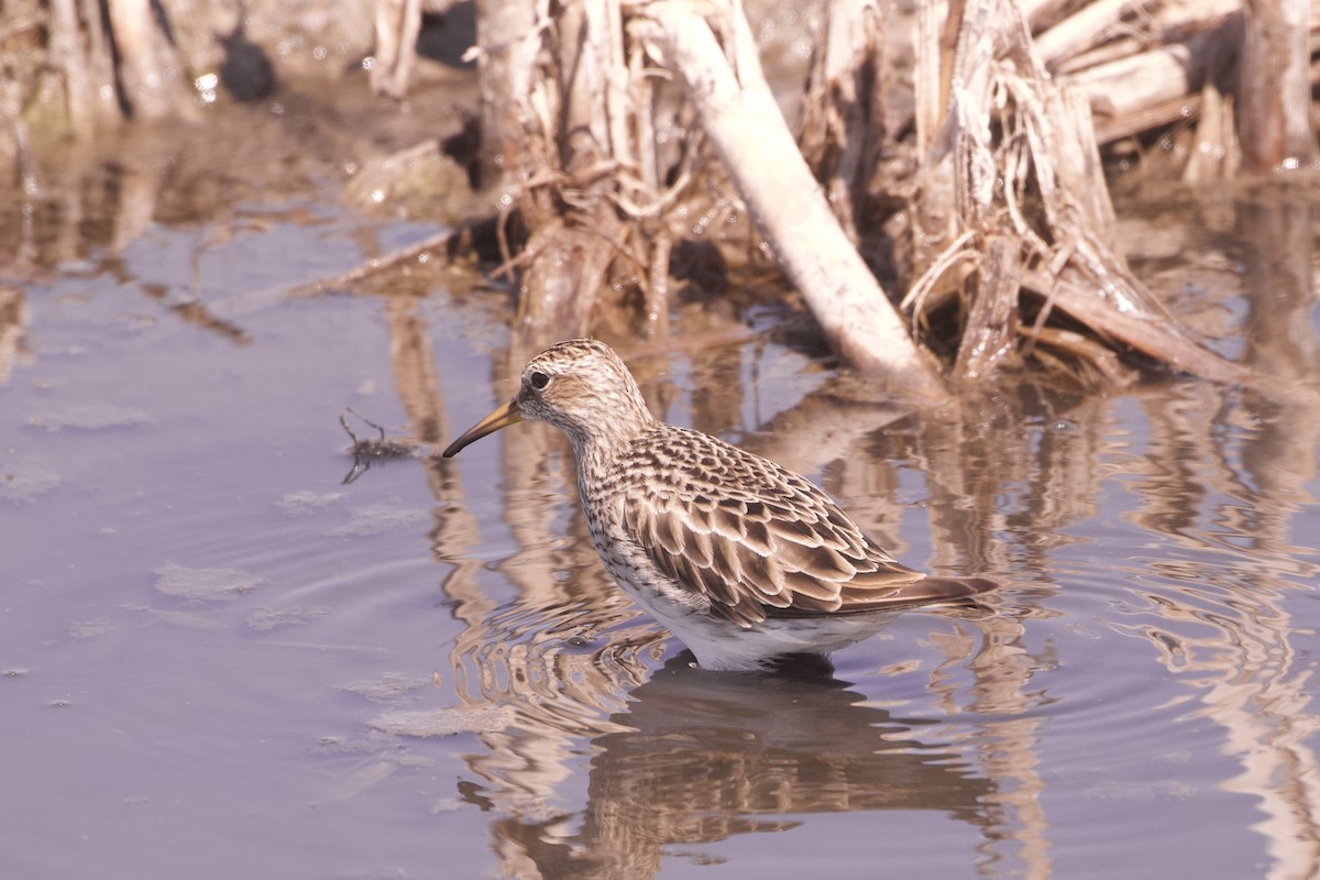 Graubrust-Strandläufer - ML631729288