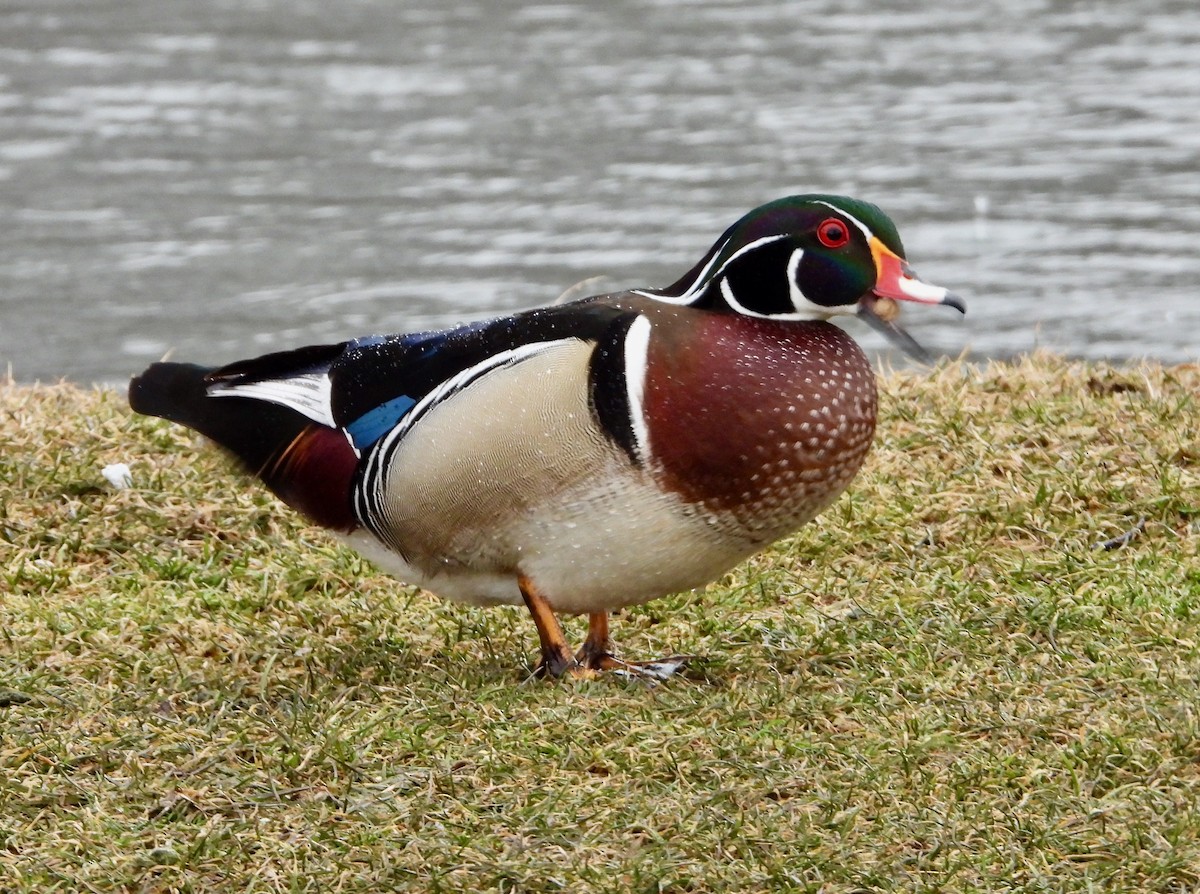 Wood Duck - ML631729363