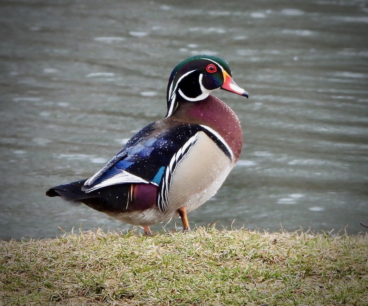 Wood Duck - ML631729364