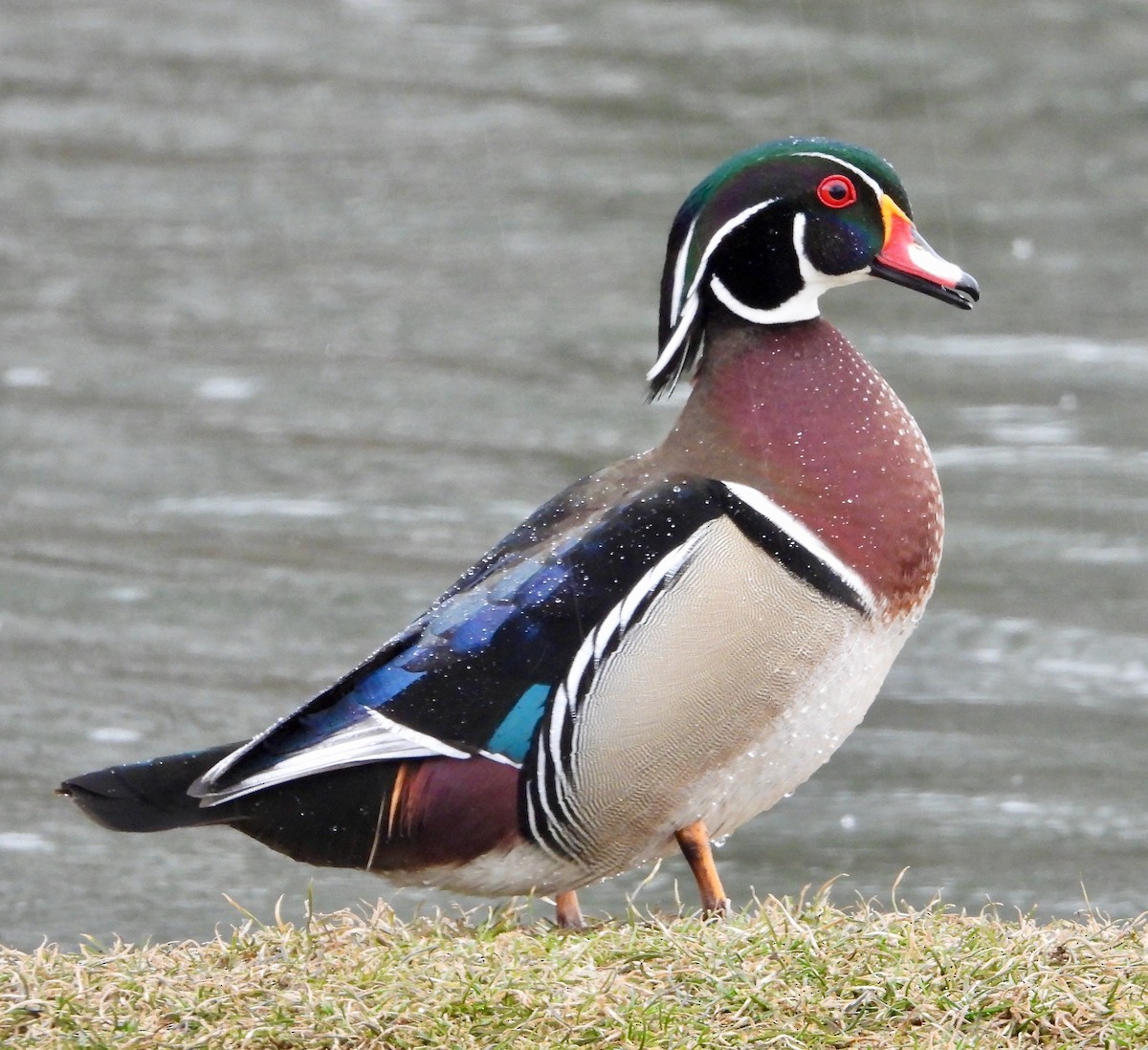 Wood Duck - ML631729365