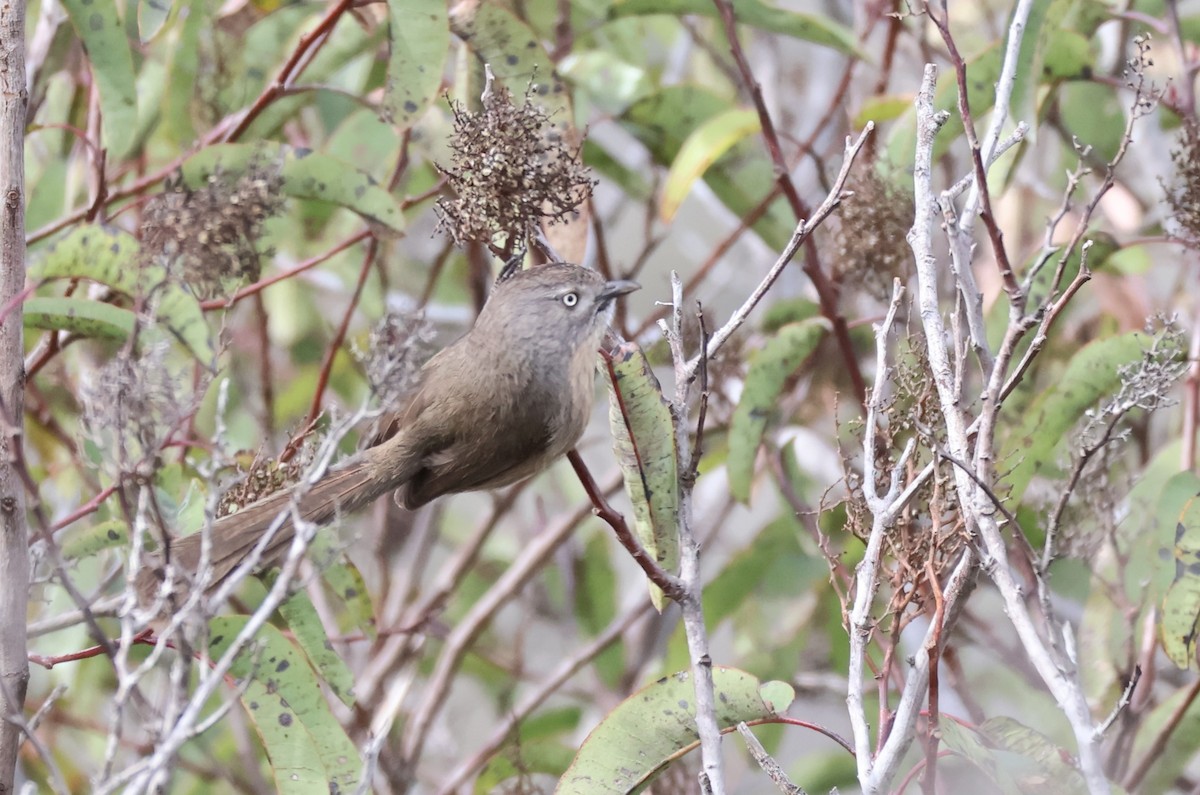 Wrentit - ML631729428