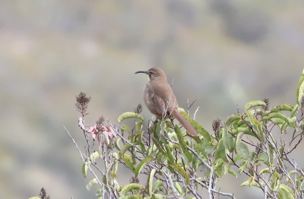 California Thrasher - ML631729445