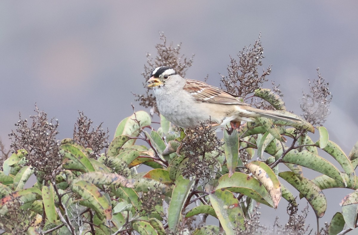 White-crowned Sparrow - ML631729452