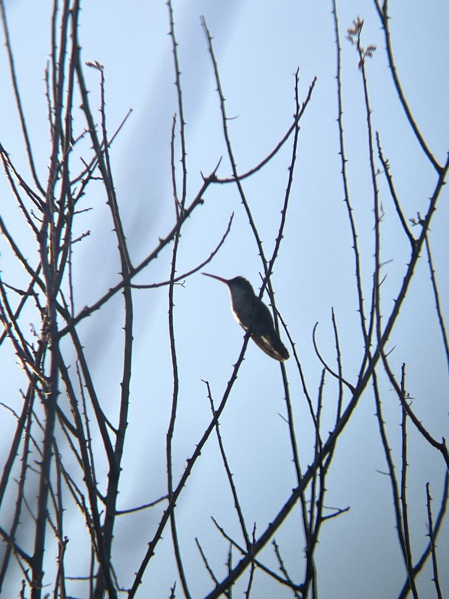 Violet-crowned Hummingbird - ML631729467