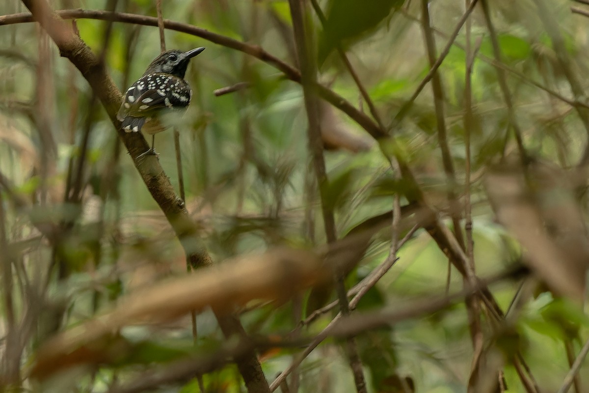 Dot-backed Antbird - ML631729547