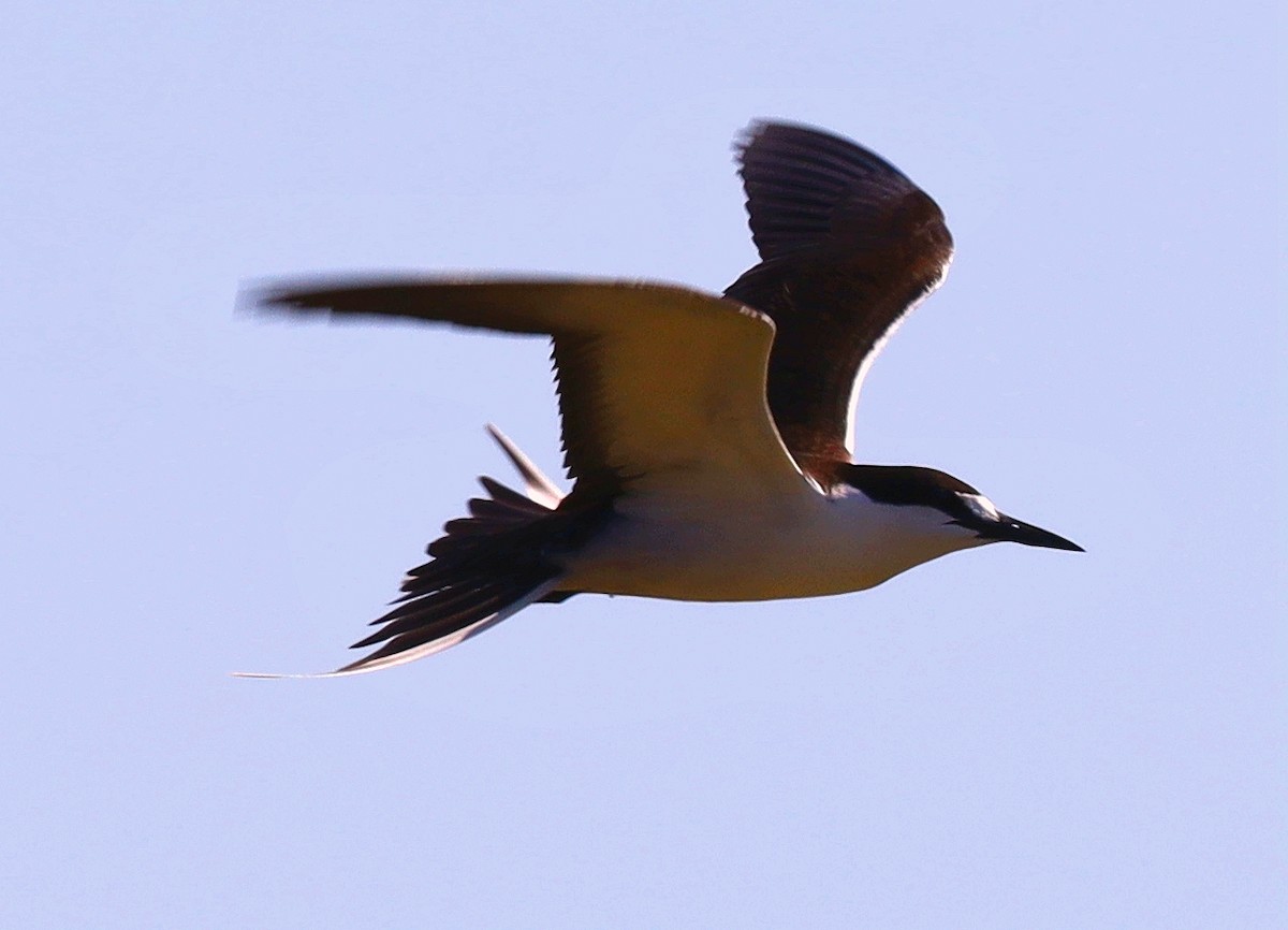 Sooty Tern - ML631729591