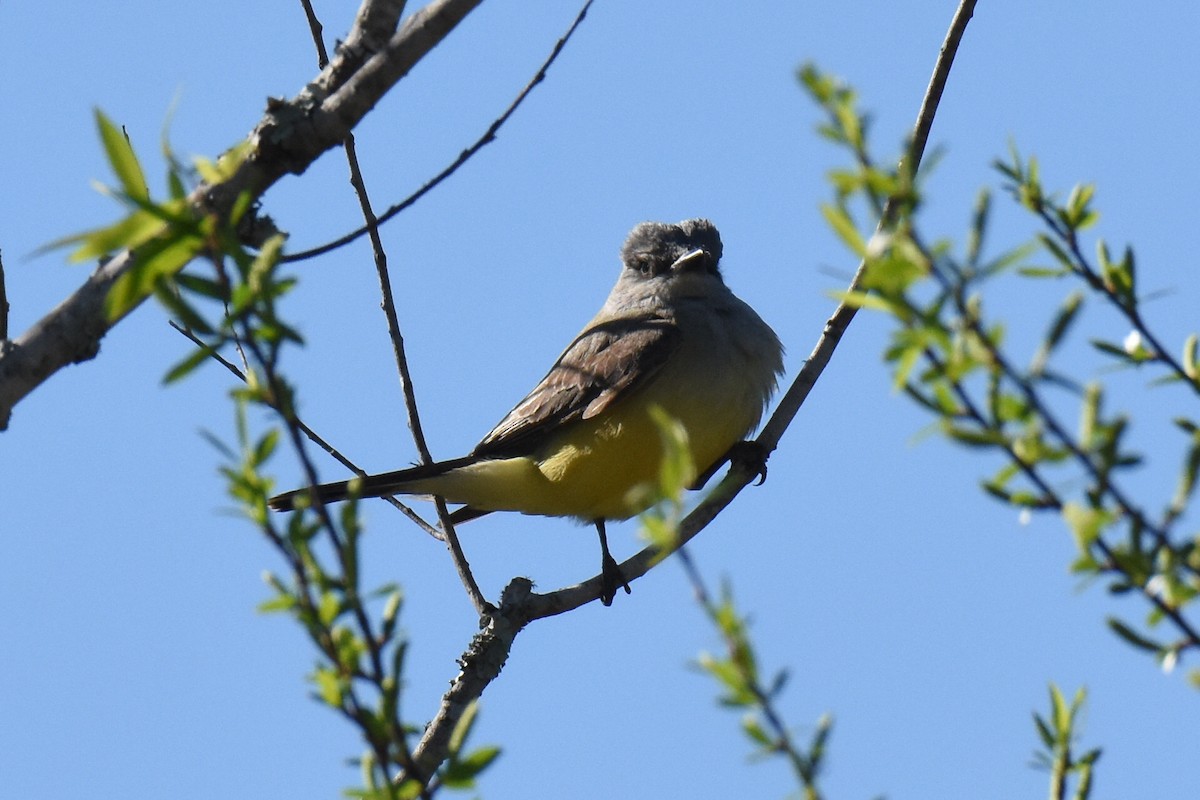 Western Kingbird - ML631729644