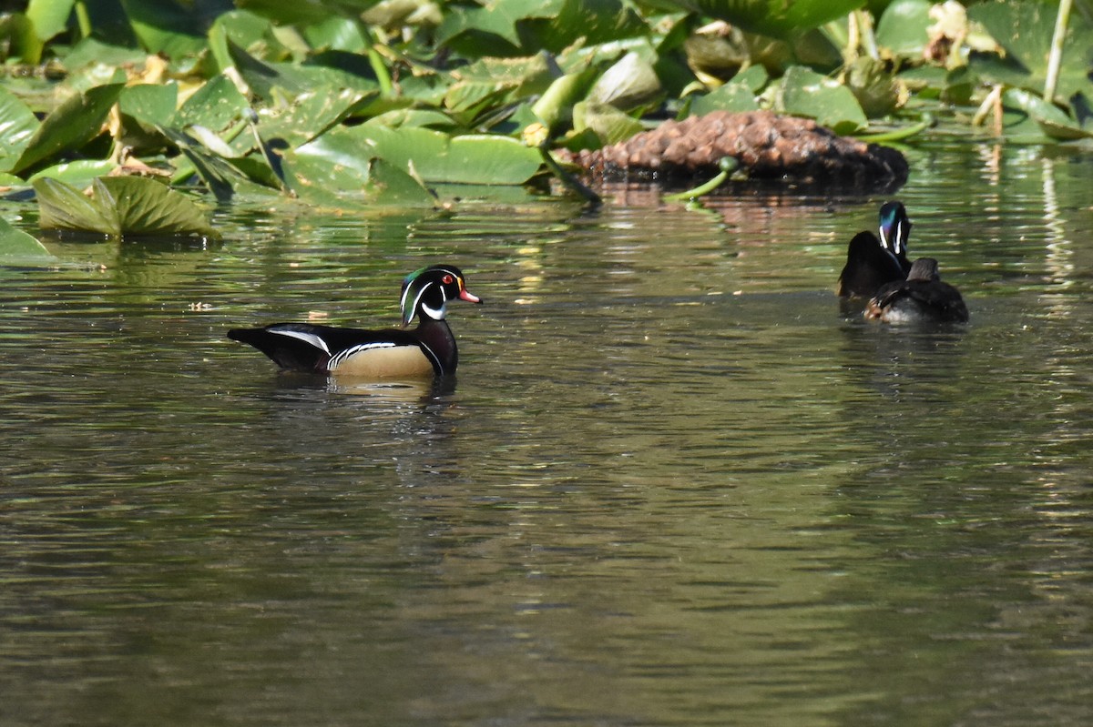 Wood Duck - ML631729700