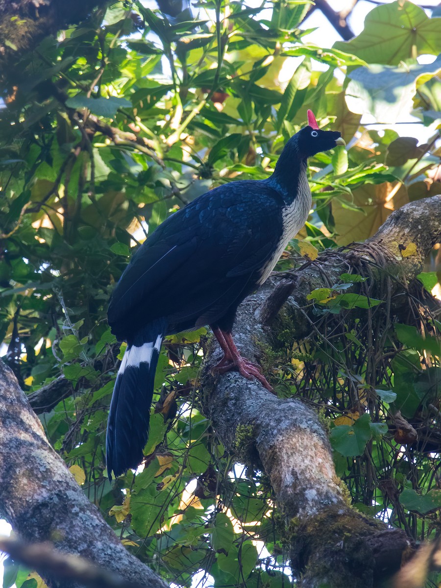 Horned Guan - ML631729701
