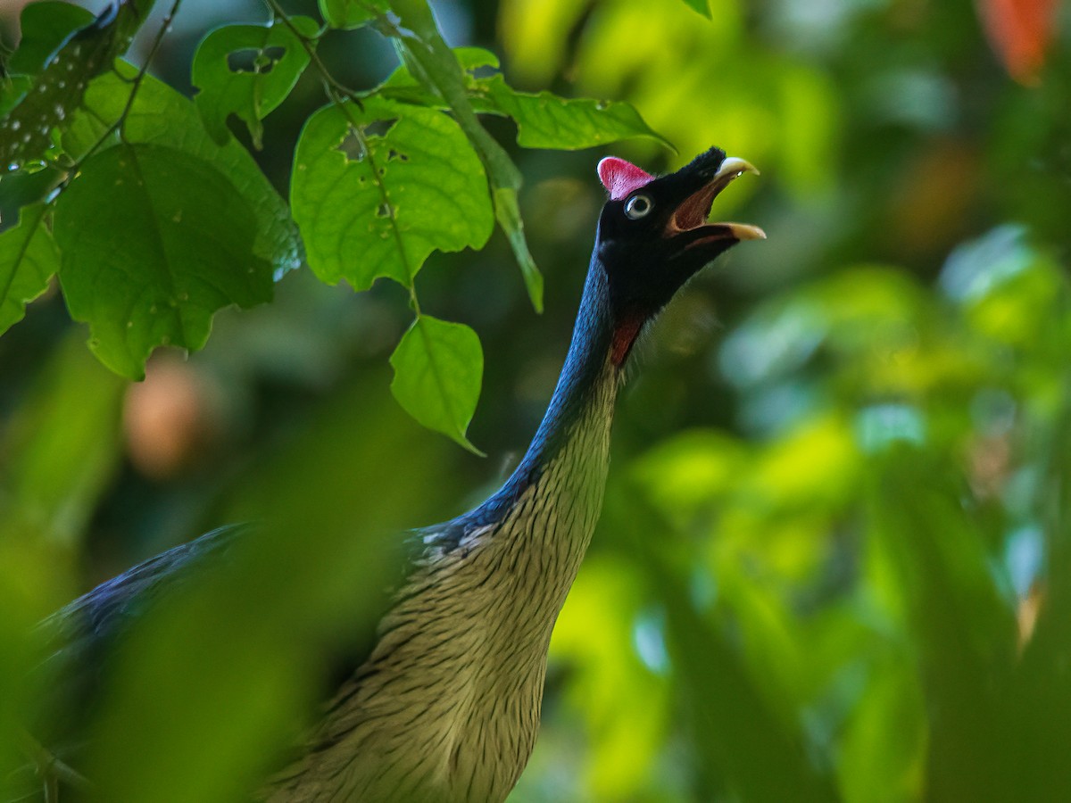 Horned Guan - ML631729702