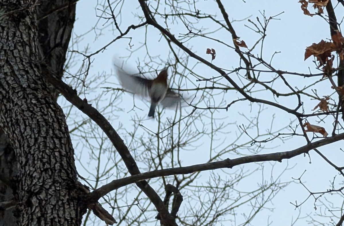 Eastern Bluebird - ML631729768
