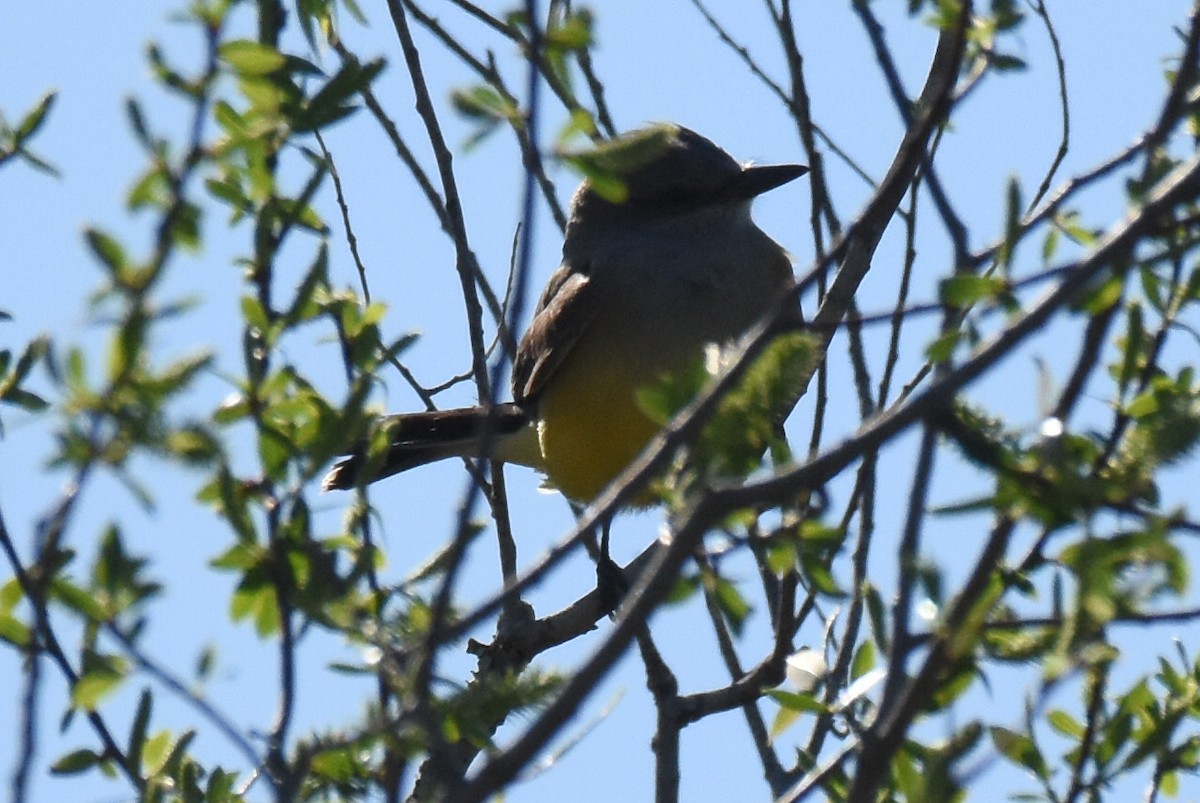 Western Kingbird - ML631729834