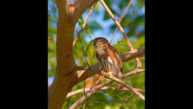Ferruginous Pygmy-Owl - ML631729942