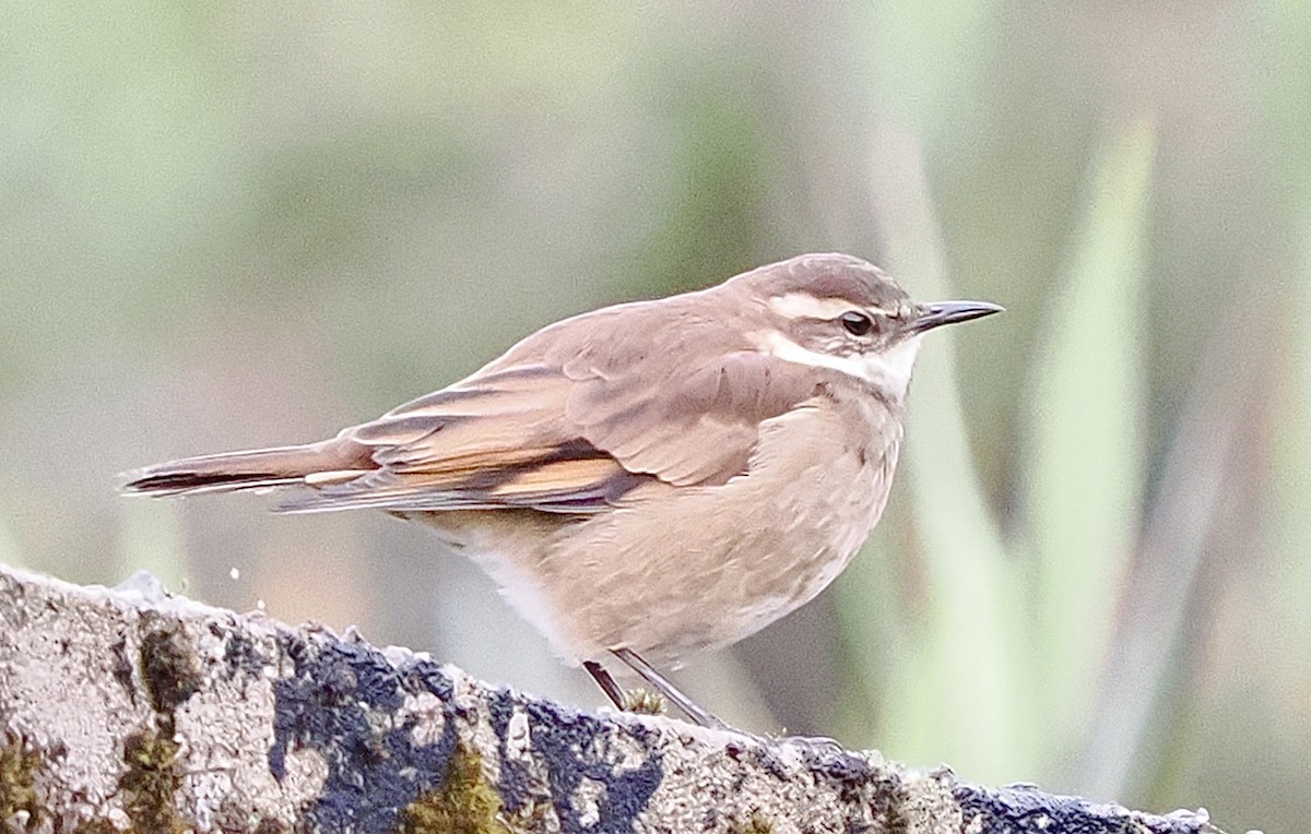 Chestnut-winged Cinclodes - ML631729974
