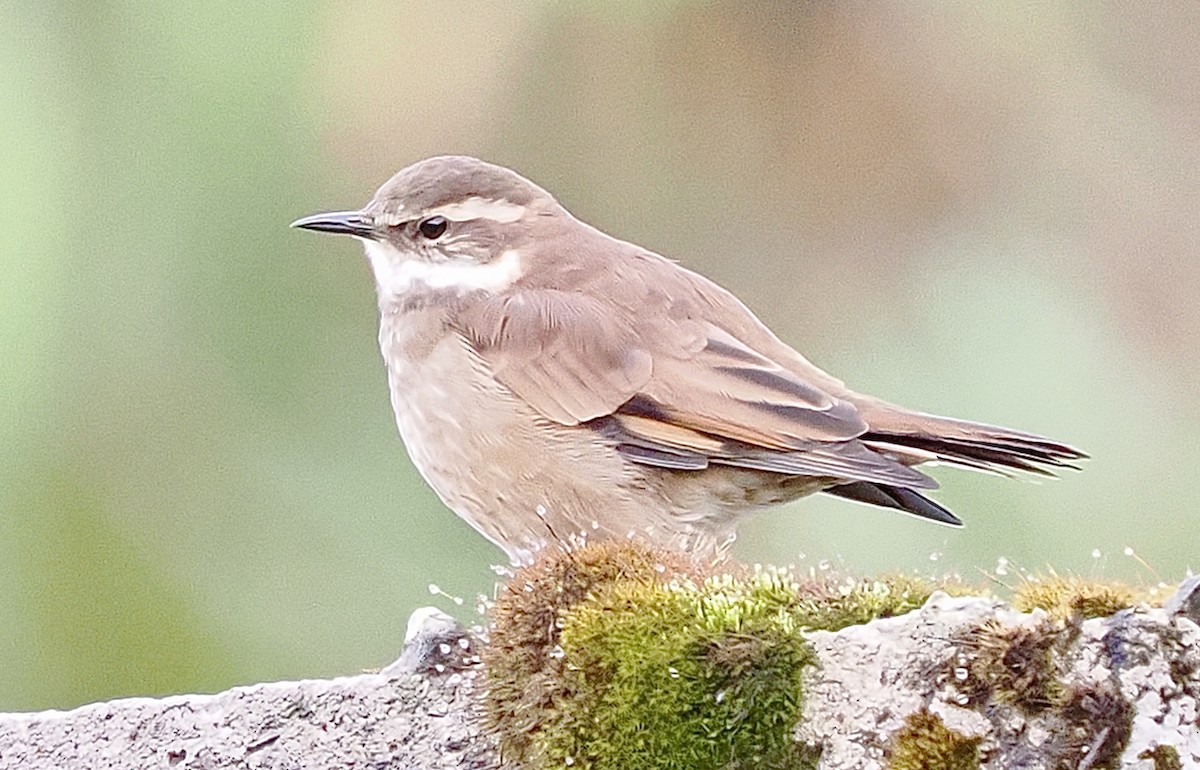 Chestnut-winged Cinclodes - ML631729975