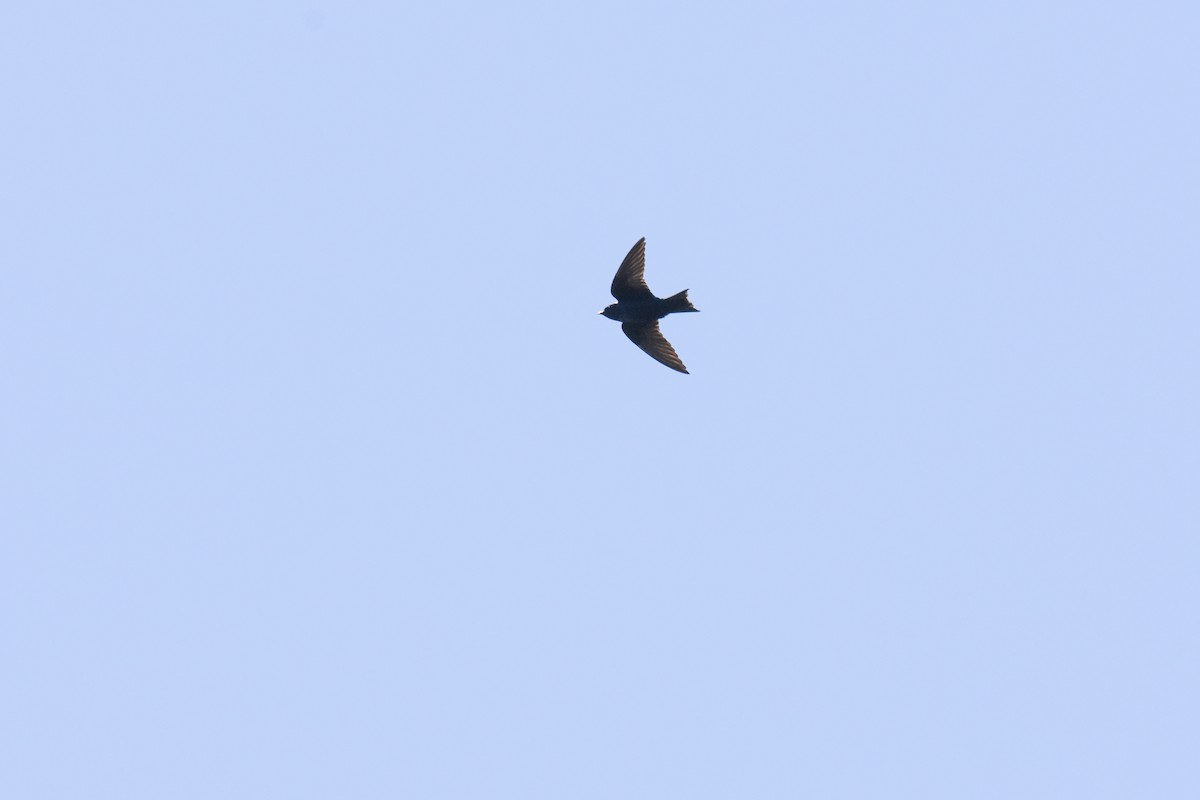 Purple Martin - ML631730068