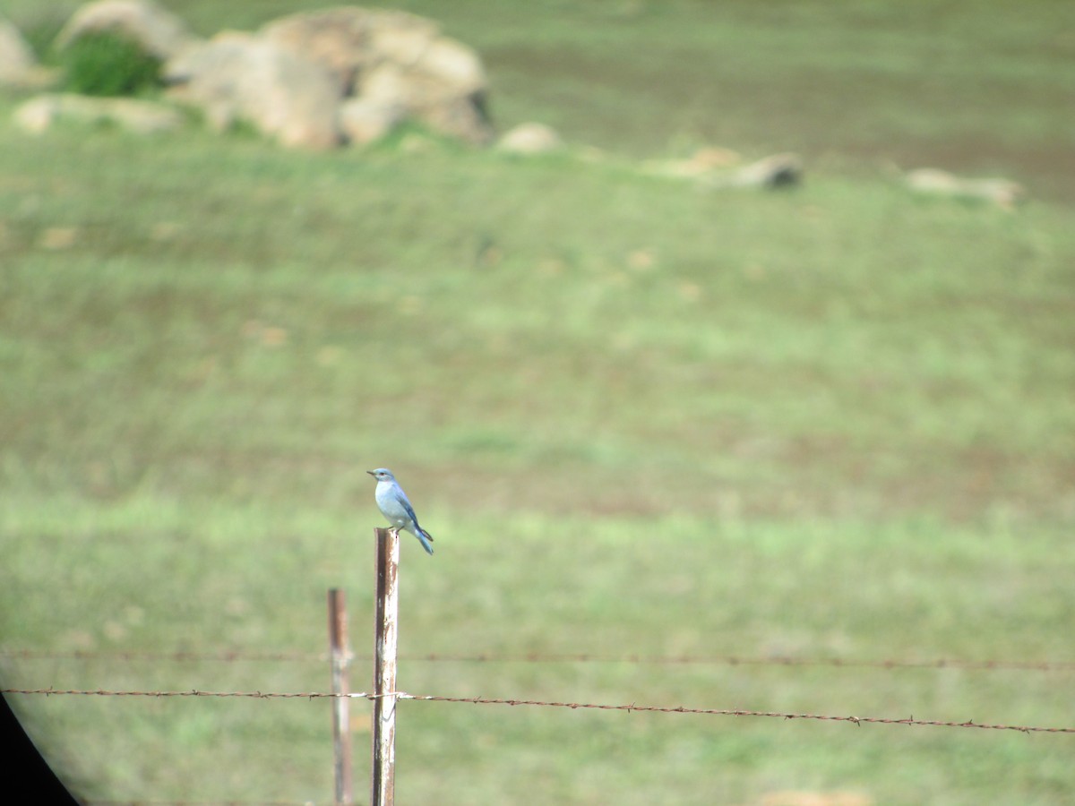 Mountain Bluebird - ML631730388