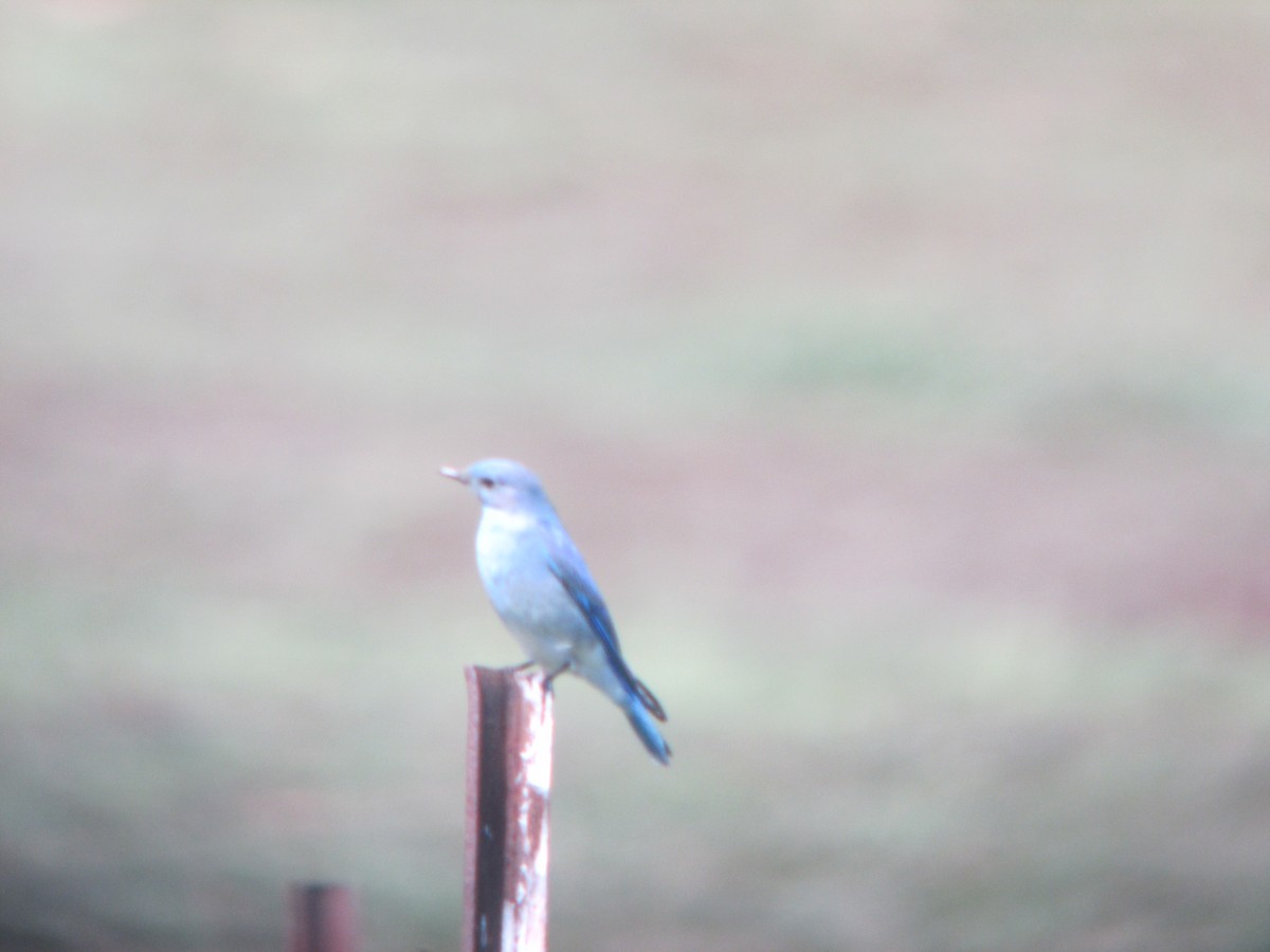 Mountain Bluebird - ML631730389