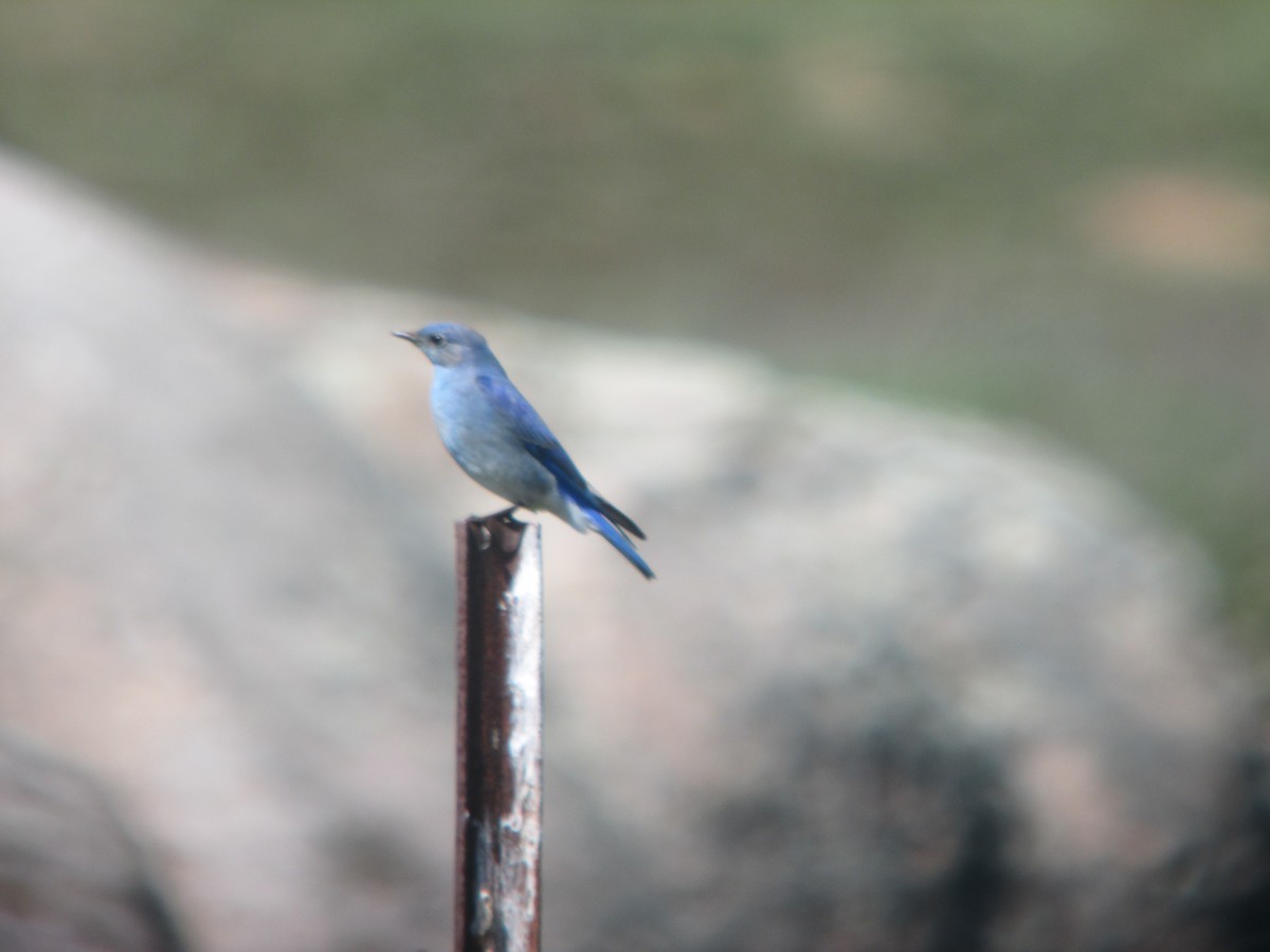 Mountain Bluebird - ML631730390
