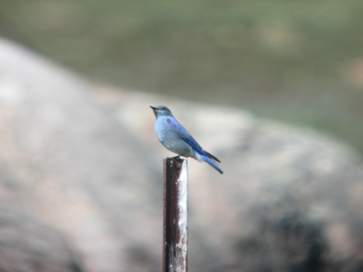 Mountain Bluebird - ML631730391