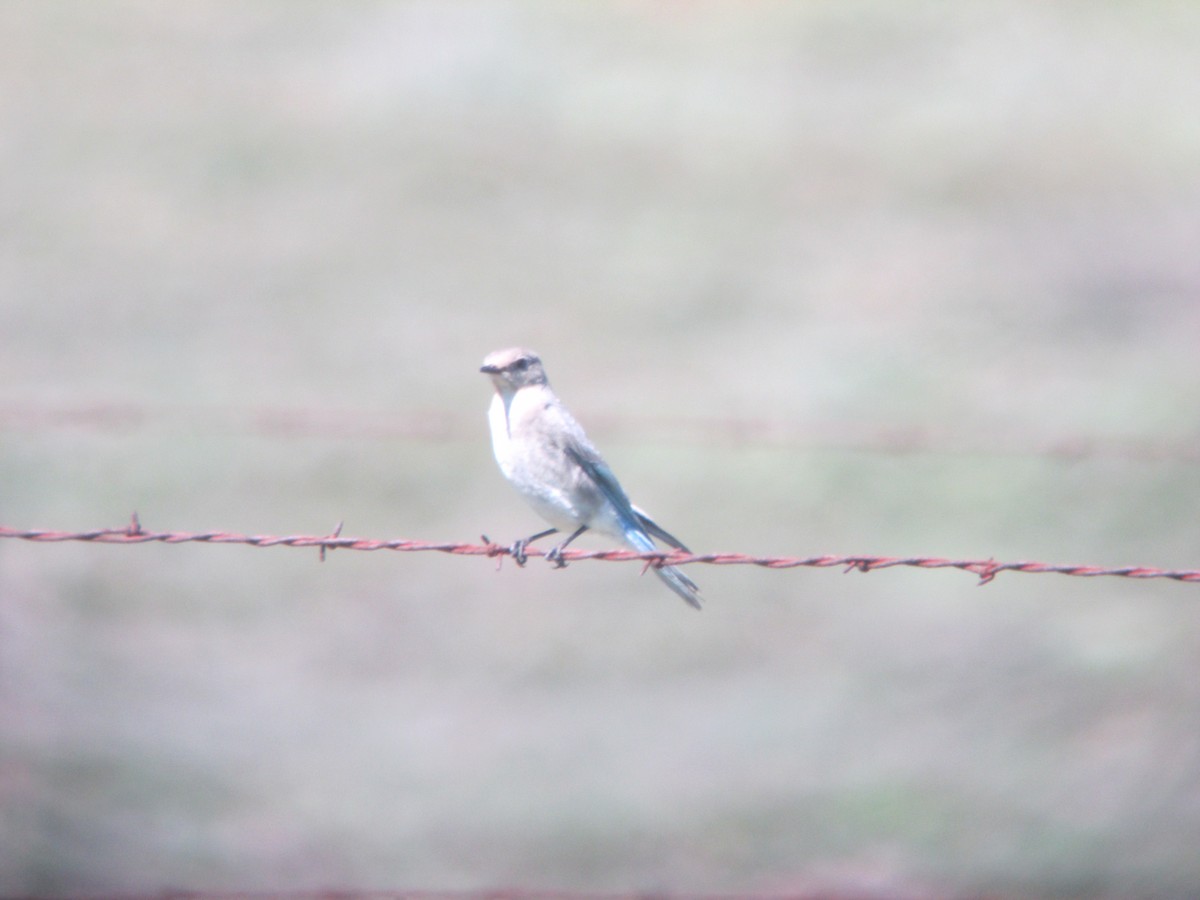 Mountain Bluebird - ML631730396