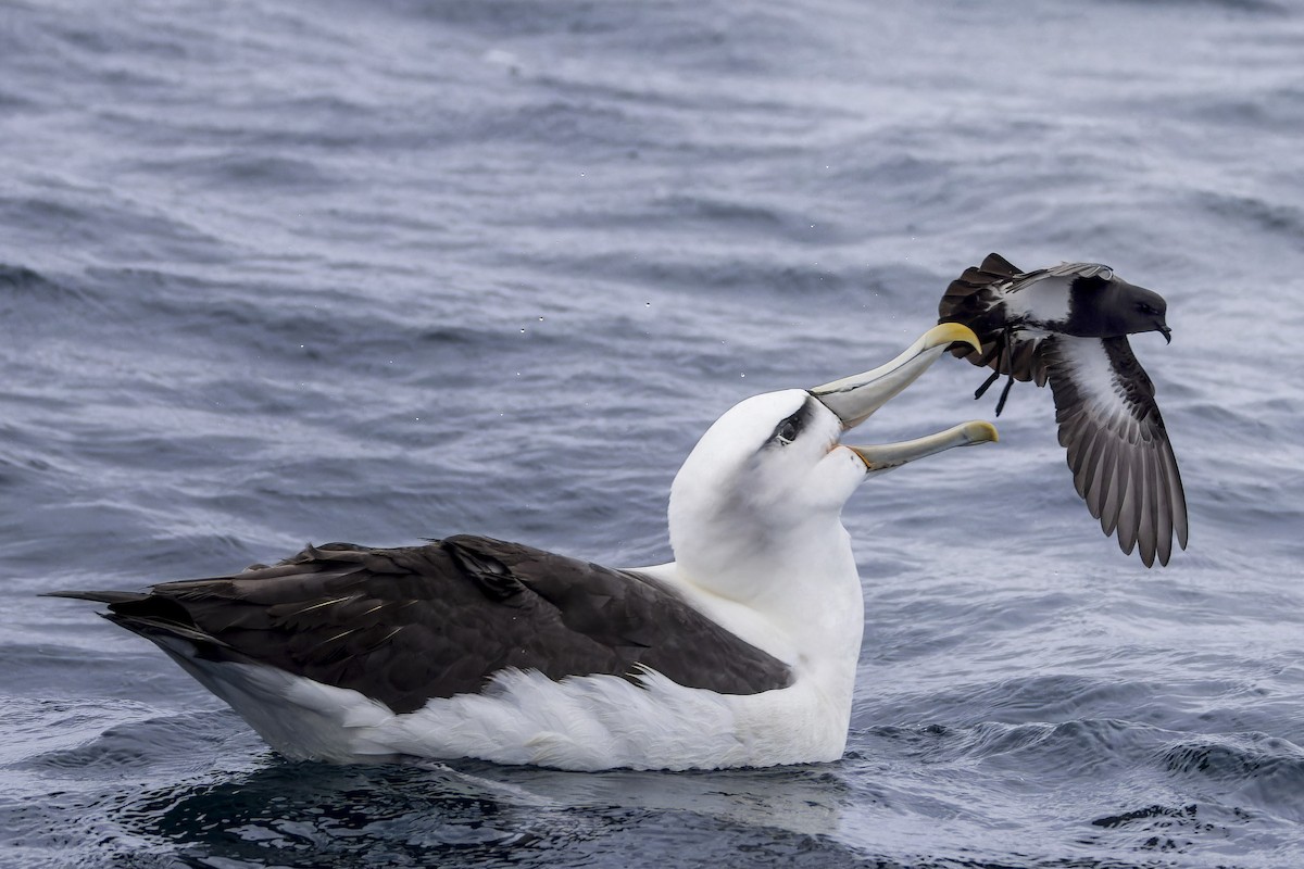 Black-bellied Storm-Petrel - ML631730793