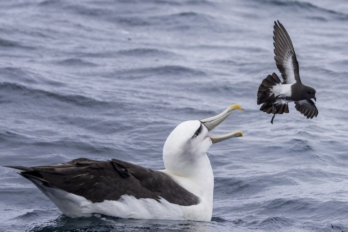 Black-bellied Storm-Petrel - ML631730794
