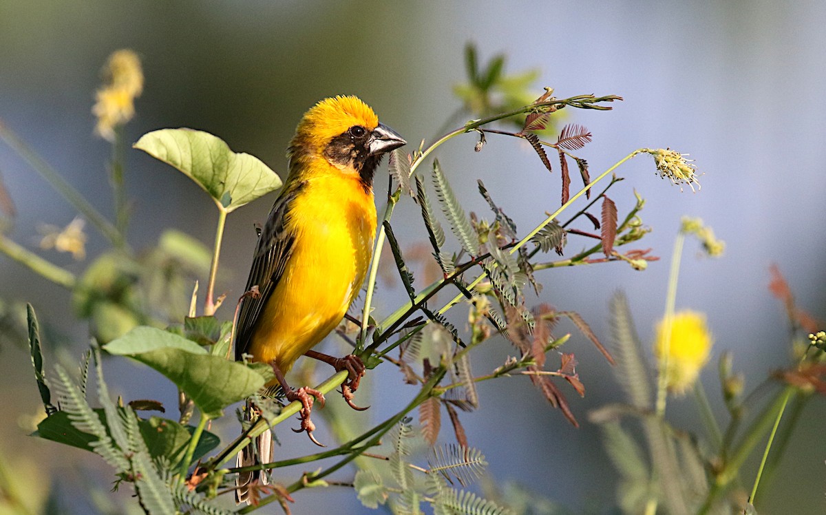 Asian Golden Weaver - ML631731015