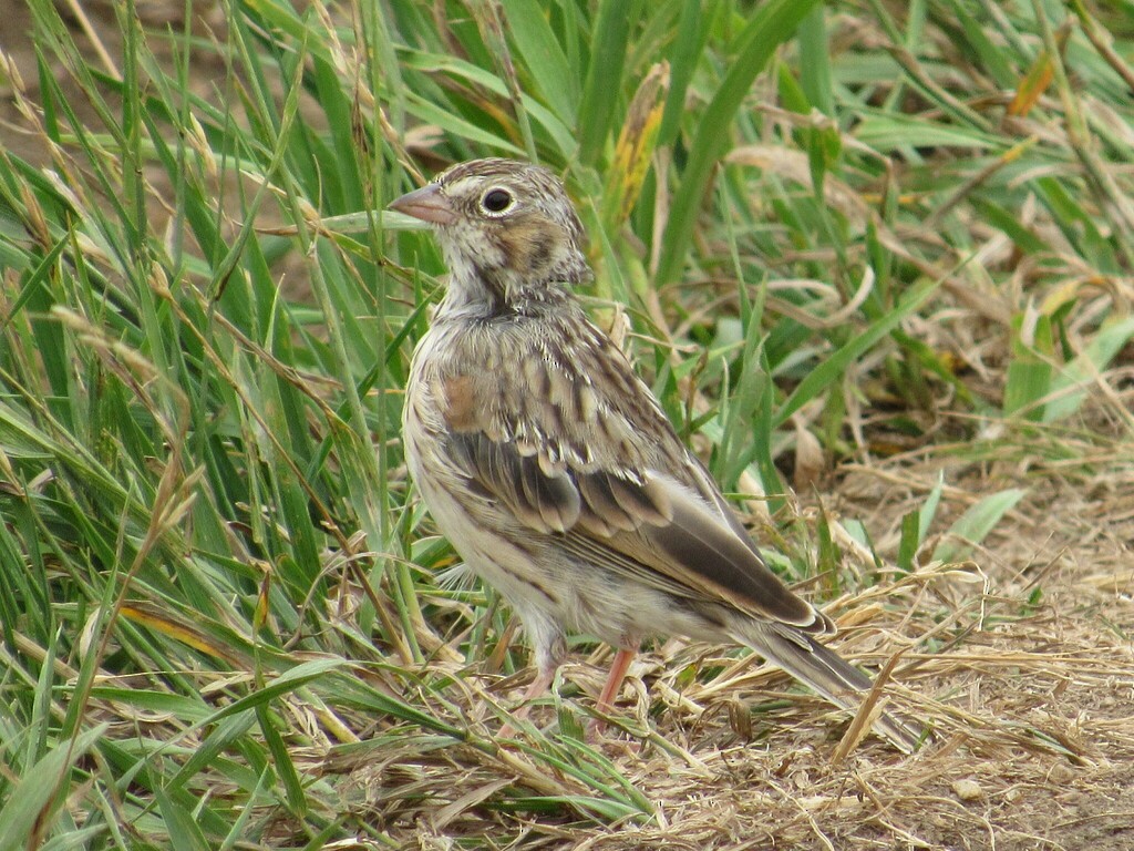 Vesper Sparrow - ML631731110